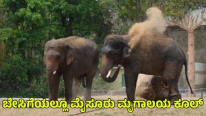 Mysuru Zoo: ಬೇಸಿಗೆಯಲ್ಲೂ ಮೈಸೂರು ಮೃಗಾಲಯ ಕೂಲ್.. ಕೂಲ್‌! ಹೇಗೆ ಗೊತ್ತಾ? 