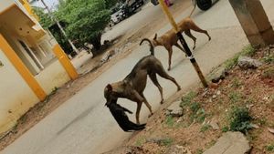  ಗುಂಡ್ಲುಪೇಟೆಯಲ್ಲಿ ನಾಯಿಗಳ ದಾಳಿಗೆ  10 ಕುರಿ ಬಲಿ-ಕಣ್ಣೀರಿಟ್ಟ ಕುರಿಗಾಹಿ ಮಹಿಳೆ