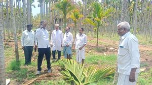  ದಾವಣಗೆರೆ: ಬಿರುಗಾಳಿ ಮಳೆಗೆ ಧರೆಗುರುಳಿದ ಅಡಿಕೆ ಮರಗಳು-ನಷ್ಟ ಆಗಿದ್ದು ಎಷ್ಟು ಲಕ್ಷ ಗುತ್ತಾ?
