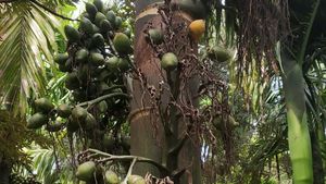 Arecanut farmers: ಕಾನೂನು ಸಮರ ಗೆದ್ದು ಪರಿಹಾರ ಪಡೆದ ಶಿರಸಿಯ ಅಡಿಕೆ ಬೆಳೆದ ರೈತರು 