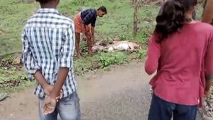  ಗುಂಡ್ಲುಪೇಟೆ: ದಾರಿ ತಪ್ಪಿ ನಾಡಿಗೆ ಬಂದ ಜಿಂಕೆ ಮೇಲೆ ಬೀದಿ ನಾಯಿಗಳ ದಾಳಿ