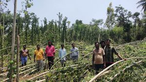  ಮಂಡ್ಯದಲ್ಲಿ ಭಾರಿ ಮಳೆ; ಕಾರಿನ ಮೇಲೆ ಮರ ಬಿದ್ದು ವ್ಯಕ್ತಿ ಸಾವು