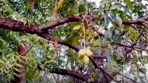 Viral Video: ಸಚಿವರ ಮನೆ ಮುಂದೆ ಬೆಳೆದ ಬೇವಿನ ಮರದಲ್ಲಿ ಮಾವಿನ ಹಣ್ಣು: ವಿಡಿಯೋ ವೈರಲ್