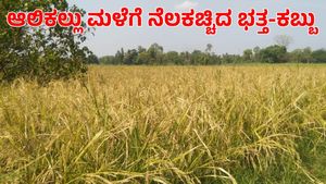  Mandya Rain: ಆಲಿಕಲ್ಲು ಮಳೆಗೆ ನೆಲ ಕಚ್ಚಿದ ಭತ್ತ-ಕಬ್ಬು; ನಷ್ಟದ ಭೀತಿಯಲ್ಲಿ ರೈತ