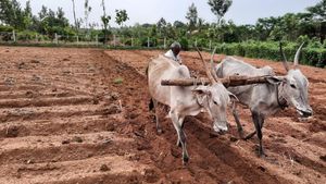 ಕೊಡಗಿನ ಕೃಷಿಕರಲ್ಲಿ ಸಂತಸ ತಂದ ಪೂರ್ವ ಮುಂಗಾರು ಮಳೆ 