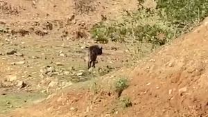  ಗುಂಡ್ಲುಪೇಟೆ: ಕಾಡಂಚಿನ ಗ್ರಾಮ ಮಂಗಲದಲ್ಲಿ ಅಪರೂಪದ ಪ್ರಾಣಿ ಓಡಾಟ-ವಿಡಿಯೋ ವೈರಲ್‌