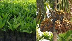 Tirthahalli Areca: ರಾಜ್ಯದಲ್ಲಿ ಬೆಳೆಯುವ ಅಡಿಕೆಗಳಲ್ಲಿ ತೀರ್ಥಹಳ್ಳಿ ಅಡಿಕೆ ಅತ್ಯುತ್ತಮ ತಳಿ, ಏಕೆ ಗೊತ್ತಾ?