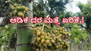  ದಾವಣಗೆರೆ: ಜೂನ್‌ 15ರಂದು ಅಡಿಕೆ ದರ ಮತ್ತೆ ಏರಿಕೆ.!-ತಾಲೂಕುವಾರು ದರಗಳ ಅಂಕಿಅಂಶಗಳ ವಿವರ ತಿಳಿಯಿರಿ