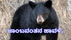  ಗುಂಡ್ಲುಪೇಟೆ ತಾಲೂಕಿನಲ್ಲಿ ಹಾವಳಿ ಶುರು ಮಾಡಿದ ಜಾಂಬವಂತ 