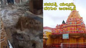 Belagavi Rain: ಧಾರಾಕಾರ ಮಳೆಗೆ ಯಲ್ಲಮ್ಮ ದೇವಸ್ಥಾನಕ್ಕೆ ನುಗ್ಗಿದ ನೀರು, ಜಲಾವೃತ: ಭಕ್ತರ ಪರದಾಟ 