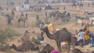 ಬಕ್ರೀದ್: ಒಂಟೆ, ಗೋವು ಕಳ್ಳಸಾಗಣೆ, ಹತ್ಯೆ ನಿಷೇಧ 