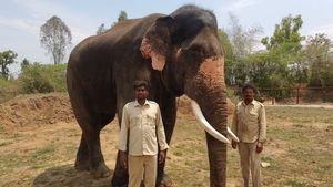 Dasara Elephant Death: ವಿದ್ಯುತ್ ಶಾಕ್‌ನಿಂದ ದಸರೆ ಆನೆ 'ಅಶ್ವತ್ಥಾಮ' ಸಾವು