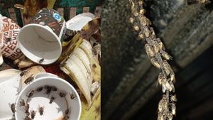  ದಾವಣಗೆರೆ: ನೊಣಗಳಿಂದ ಮುಕ್ತಿ ಕೊಡಿಸುವವರಿಗೆ ಕಾದಿದೆ ಬಿಗ್‌ ಆಫರ್‌ 
