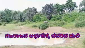  ಬಂಡೀಪುರ: ಕೆರೆಯಲ್ಲಿ ಹಾಯಾಗಿ ಮಲಗಿದ್ದ ಹುಲಿಯನ್ನು ಅಟ್ಟಾಡಿಸಿದ ಗಜರಾಜ-ವಿಡಿಯೋ ಭಾರೀ ವೈರಲ್‌ 