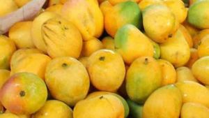 Mango Price: ಚಿನ್ನದ ಬೆಲೆಗೆ ಮಾವಿನ ಹಣ್ಣುಗಳ ಮಾರಾಟ: ಮಳೆಯಾದರೂ ತಗ್ಗದ ದರ