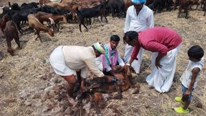 ಕುರಿಗಾಹಿಗೆ ವರದಾನವಾದ ಉಣ್ಣೆ ಕಟಾವು ಯಂತ್ರ: ಉಣ್ಣೆ ಉತ್ಪಾದಕರ ಸಹಕಾರ ಸಂಘದಿಂದ ಯಂತ್ರ ಬಾಡಿಗೆ