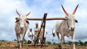 ಸೋಯಾ ಅವರೆಯಲ್ಲಿ ಕಾಂಡ ಕೊರೆಯುವ ನೊಣದ ಹತೋಟಿ, ಸಲಹೆಗಳು 