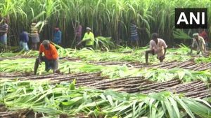 Farmers V/s MESCOM: ಮೆಸ್ಕಾಂ ವಿರುದ್ಧ ಹೋರಾಡಿ ಕಬ್ಬಿನ ಬೆಳೆ ನಾಶಕ್ಕೆ 5 ಲಕ್ಷ ಪರಿಹಾರ ಪಡೆದ ರೈತರು