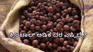  ದಾವಣಗೆರೆ: ಪ್ರಸ್ತುತ ಕ್ವಿಂಟಾಲ್‌ ಅಡಿಕೆ ದರ ಎಷ್ಟಿದೆ ಗೊತ್ತಾ?-ಅಂಕಿಅಂಶಗಳ ವಿವರ ಇಲ್ಲಿದೆ 