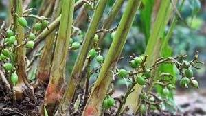 Cardamom: ಏಲಕ್ಕಿಗೆ ಮಾರಕವಾದ ಕಟ್ಟೆರೋಗದ ನಿಯಂತ್ರಣ ಹೇಗೆ?