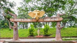 Dubare Elephant Camp: ದುಬಾರೆ ಆನೆ ಶಿಬಿರದಲ್ಲಿ ಕಾವೇರಿಗೆ ಅಡ್ಡಲಾಗಿ ಬೇಕೇ ಬೇಕು ತೂಗು ಸೇತುವೆ!