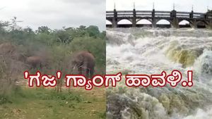  ಕಾವೇರಿ ಹೊರಹರಿವು ಹೆಚ್ಚಳ: ಭರಚುಕ್ಕಿ ಜಲಪಾತದ ಬಳಿ ಬೀಡು ಬಿಟ್ಟ 'ಗಜ' ಗ್ಯಾಂಗ್‌
