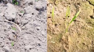 Nrega scheme: ಗೋಮಾಳಗಳಲ್ಲಿ ಬಹುವಾರ್ಷಿಕ ಹುಲ್ಲಿನ ಬೀಜಗಳನ್ನು ಬಿತ್ತನೆ ಕಾರ್ಯ ಭರ