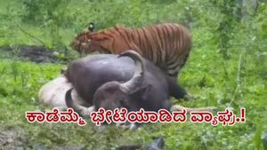  ಬಂಡೀಪುರ: ಕ್ಷಣಾರ್ಧದಲ್ಲಿ ಪ್ರವಾಸಿಗರ ಮುಂದೆ ಕಾಡೆಮ್ಮೆಯನ್ನು ಚಪ್ಪರಿಸಿ ತಿಂದ ವ್ಯಾಘ್ರ, ವಿಡಿಯೋ ವೈರಲ್ 
