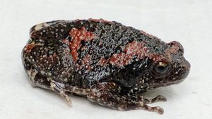 Different Frog: ಕುಂದಾಪುರದಲ್ಲಿ ಆಕರ್ಷಕ ಬಣ್ಣದ ಕಪ್ಪೆ ಪತ್ತೆ