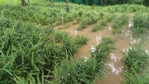 Mysuru Flood: ಲಕ್ಷ್ಮಣತೀರ್ಥ ನದಿ ಪ್ರವಾಹಕ್ಕೆ ಬೆಳೆನಾಶ: ಸಂಕಷ್ಟದಲ್ಲಿ ರೈತರು!
