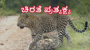  ಕೊಳ್ಳೇಗಾಲದಲ್ಲಿ ಚಿರತೆ ಪ್ರತ್ಯಕ್ಷ: ಜನರು, ವಿದ್ಯಾರ್ಥಿಗಳಿಗೆ ಆತಂಕ 