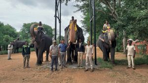  Mysuru Dasara: ದಸರಾ ಆನೆಗಳ ಪಾದ ಪರೀಕ್ಷೆ; ಜಂಬೂ ಸವಾರಿಗೆ ತಾಲೀಮು ಆರಂಭ