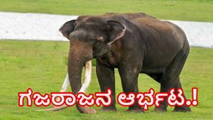  ವಿಶ್ವ ಆನೆ ದಿನದಂದೇ ಹಾವಳಿ ಶರು ಮಾಡಿದ ಗಜರಾಜ-ರಾಷ್ಟ್ರೀಯ ಹೆದ್ದಾರಿಯಲ್ಲಿ ಸವಾರರ ಪರದಾಟ, ವಿಡಿಯೋ ವೈರಲ್‌ 
