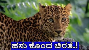 ಕೊಳ್ಳೇಗಾಲ: ಮಟ.. ಮಟ.. ಮಧ್ಯಾಹ್ನವೇ ನಡುರಸ್ತೆಯಲ್ಲೇ ಹಸು ಕೊಂದ ಚಿರತೆ.! 