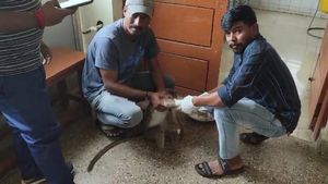 ಹನೂರು: ವಿದ್ಯುತ್ ಶಾಕ್‌ಗೆ ಒಳಗಾಗಿ ನರಳಾಡುತ್ತಿದ್ದ ಕೋತಿ, ಮುಂದೇನಾತ್ತು?-ಇಲ್ಲಿದೆ ಮಾಹಿತಿ 