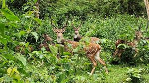 Nagarahole: ಮುಂಗಾರು ಮಳೆಗೆ ತಲೆದೂಗಿದ ನಾಗರಹೊಳೆ ಉದ್ಯಾನ