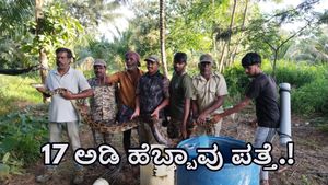  ಗುಂಡ್ಲುಪೇಟೆ: 17 ಅಡಿಗೂ ಅಧಿಕ ಉದ್ದದ ಹೆಬ್ಬಾವು ಪತ್ತೆ, ವಿಡಿಯೋ ವೈರಲ್‌ 