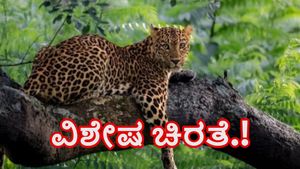  ಬಂಡೀಪುರ: ಕ್ಯಾಮೆರಾ ಕಣ್ಣಿಗೆ ಸೆರೆಯಾಯ್ತು ವಿಭಿನ್ನ, ವಿಶೇಷ ಚಿರತೆ, ಭಾರೀ ವೈರಲ್‌ 