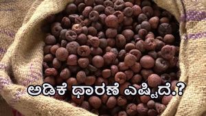  ದಾವಣಗೆರೆ: ಸೆಪ್ಟೆಂಬರ್‌ 6ರಂದು ಕ್ವಿಂಟಾಲ್‌ ಅಡಿಕೆ ಧಾರಣೆ ಎಷ್ಟಿದೆ.?- ಇಲ್ಲಿದೆ ತಾಲ್ಲೂಕುವಾರು ಅಂಕಿಅಂಶಗಳ ವಿವರ 