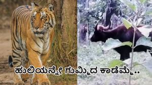  ಬಂಡೀಪುರ: ಹುಲಿಯನ್ನೇ ಗುಮ್ಮಿದ ಕಾಡೆಮ್ಮೆ-ವಿಡಿಯೋ ಭಾರೀ ವೈರಲ್‌  