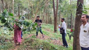 Chikkamagaluru: ಬಡವರ ಕಾಫಿ ತೋಟ ಮಾತ್ರ ತೆರವು: ಚಿಕ್ಕಮಗಳೂರಿನಲ್ಲಿ ಕಣ್ಣೀರಿಟ್ಟ ಕುಟುಂಬ