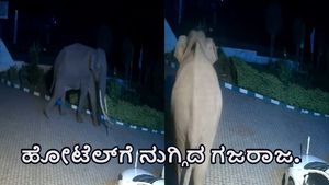  ಬಿಳಿಗಿರಿರಂಗನ ಬೆಟ್ಟದಲ್ಲಿನ ಹೋಟೆಲ್‌ಗೆ ಎಂಟ್ರಿ ಕೊಟ್ಟ ಗಜರಾಜ-ವಿಡಿಯೋ ವೈರಲ್‌ 