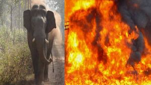 ಚಲಿಸುತ್ತಿದ್ದ ಓಮ್ನಿ ಕಾರಿನಲ್ಲಿ ಕಾಣಿಸಿಕೊಂಡ ಬೆಂಕಿ: ರಸ್ತೆಗೆ ಬಂದ ಒಂಟಿಸಲಗ!