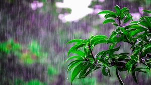 Heavy Rains ಹುಬ್ಬಳ್ಳಿ - ಧಾರವಾಡದಲ್ಲಿ ಧಾರಾಕಾರ ಮಳೆ: ಈ ರಸ್ತೆಗಳಲ್ಲಿ ಕೆರೆಯಂತೆ ನಿಂತ ನೀರು 