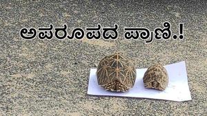 ಚಾಮರಾಜನಗರ: ಅಳಿವಿನಂಚಿನಲ್ಲಿರುವ ನಕ್ಷತ್ರ ಆಮೆ ಸಾಗಾಟ-ಮೂವರು ಅಂದರ್ 