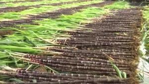 ಮಂಡ್ಯದಲ್ಲಿ ಕಬ್ಬು ಕಟಾವು ಚಾಲೆಂಜ್‌: ಇಲ್ಲಿದೆ ಸ್ಪರ್ಧೆಯ ಸಂಪೂರ್ಣ ವಿವರ