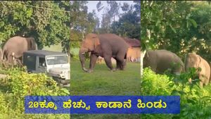Hassan News: ಬೇಲೂರಿನ ಗ್ರಾಮದಲ್ಲಿ ಕಾಡಾನೆಗಳ ಹಿಂಡು ಮೊಕ್ಕಾಂ: ಅರಣ್ಯ ಇಲಾಖೆ ಮಹತ್ವದ ಸೂಚನೆ