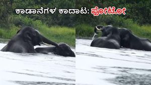 ಬಂಡೀಪುರದ ಕೆರೆಯಲ್ಲಿ ಕಾಡಾನೆಗಳ ಚೆಂದದ ಗುದ್ದಾಟ! ಸಫಾರಿ ಗ್ಯಾಂಗ್ ಫುಲ್ ಖುಷ್ 