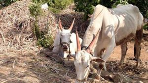 ರೈತ ಮಹಿಳೆಯ ಜೋಡೆತ್ತು ಕನಸು ನನಸಾಗಿದ 'ಗೃಹಲಕ್ಷ್ಮಿ'