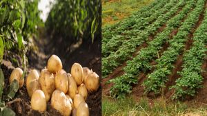 ಆಲೂಗಡ್ಡೆ ಬಿತ್ತನೆಗೆ ಪೂರಕ ವಾತಾವರಣ: ಬಗೆ ಬಗೆಯ ತಳಿಗಳು ಮಾರಾಟಕ್ಕೆ ಲಗ್ಗೆ 